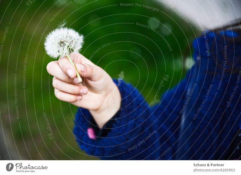 Child hand with dandelion Dandelion Childhood memory Infancy Children`s hand Hand blow Plant Nature Spring Close-up Exterior shot Sámen Flower Colour photo