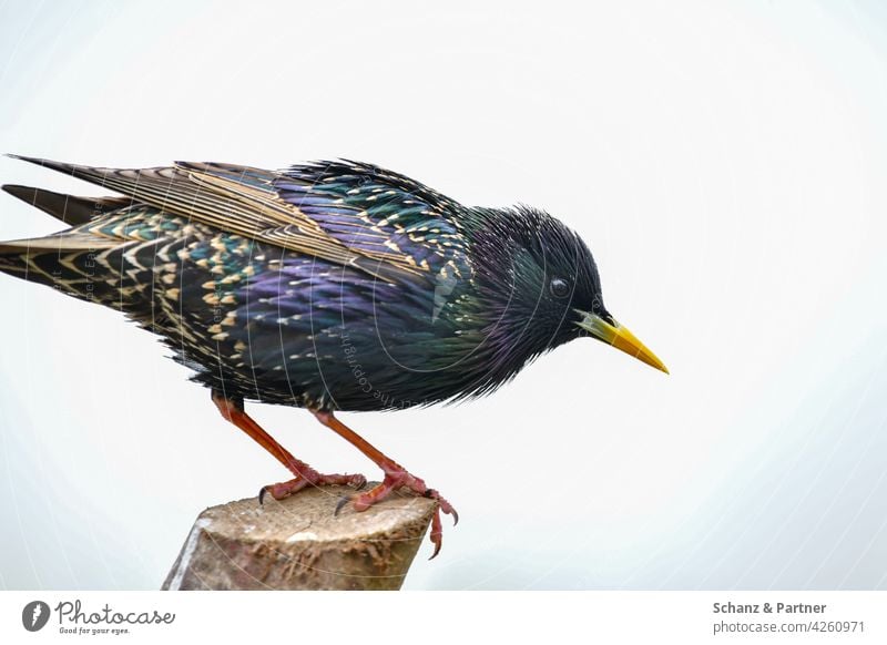 Starling on a perch Bird garden bird garden birds plumage colourful variegated Beak feathers Green Blue gleaming Animal Nature Close-up Wild animal