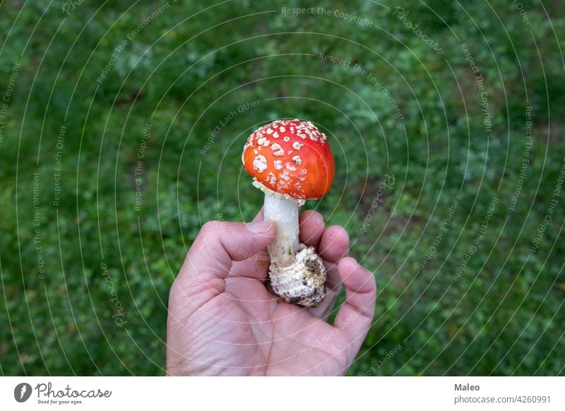 Amanita mushroom in the hands of a mushroom picker food forest nature amanita autumn fresh fungus natural wild organic toadstool season wood harvest leaf