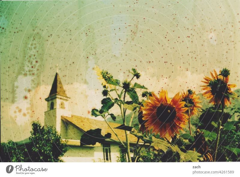 heat wave analogue photography Scan Analog Experimental Lomography Sunflower Church Church spire Flower Plant Village Summer