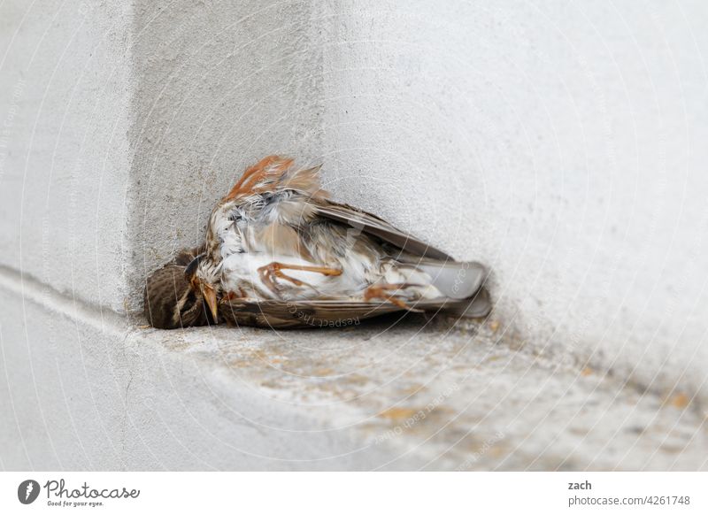 final journey Bird Animal Death pass away Dead animal Transience Wall (barrier) Goodbye Close-up