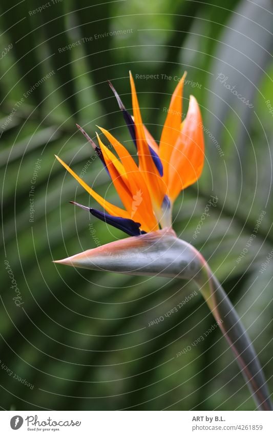 parrot flower Flower Blossom strelitzia Strelizia Exotic exotic