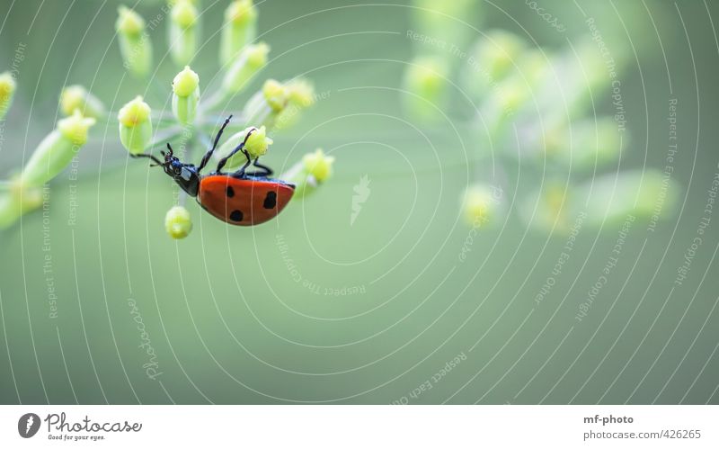 Just hang out for a while Nature Plant Garden Animal Beetle 1 Yellow Green Red Happy Colour photo Exterior shot Deserted