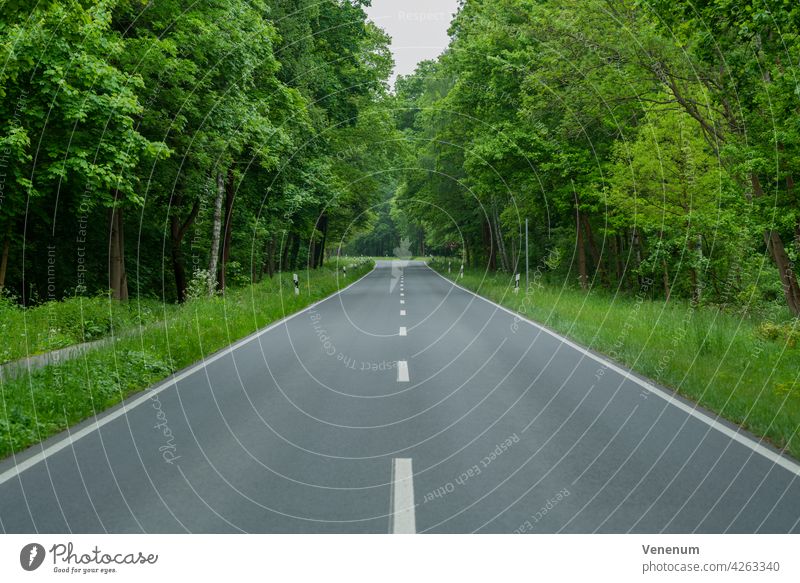 Country road in spring,Trees with fresh green leaves on the roadside Highway street trees avenue sommer sun sunshine light shadow Road transport road safety