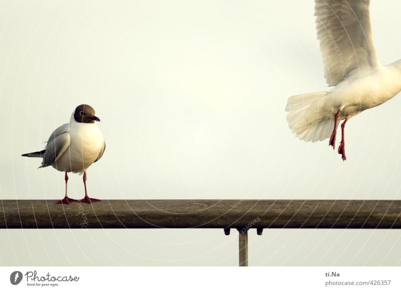 have a nice trip St. Peter-Ording Schleswig-Holstein Eyderstedt Bridge Wild animal Bird Wing 2 Animal Observe Movement Flying Sit Stand Wait Natural Curiosity