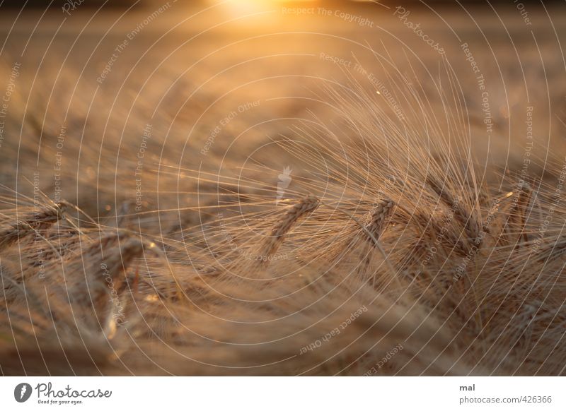 have the ear - hordeum vulgare Nature Landscape Plant Sun Sunrise Sunset Summer Beautiful weather Warmth Agricultural crop Grain Barley Ear of corn Field