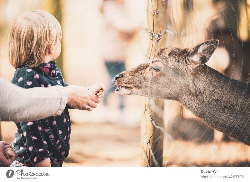 Mother and child feeding an animal Child Animal Feeding at the same time in common Parenting Roe deer Game park Study Experience hands Parents mama penned Zoo