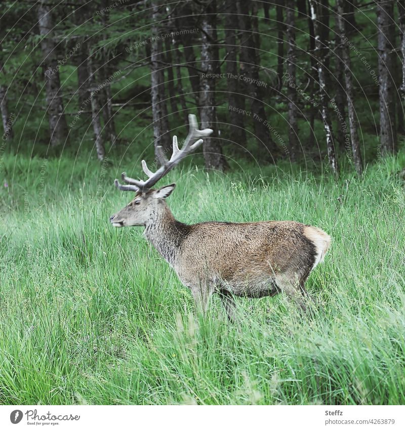 just before he disappears into the forest - a stag in Scotland Red deer Free-living Edelhirsch antlers Idyll Wild animal tranquillity Freedom idyllically Rural