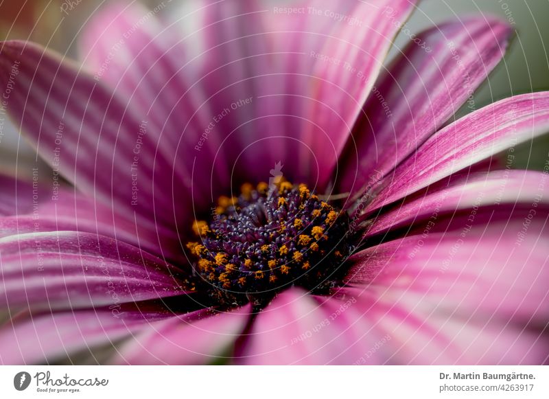 The capitulum (Osteospermum ecklonis) is a popular balcony plant. Cape basket Capaster from South Africa composite Violet inflorescence asteraceae Compositae