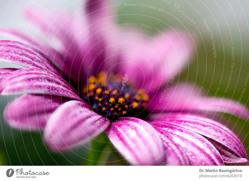 The capitulum (Osteospermum ecklonis) is a popular balcony plant. Cape basket Capaster from South Africa composite Violet inflorescence asteraceae Compositae