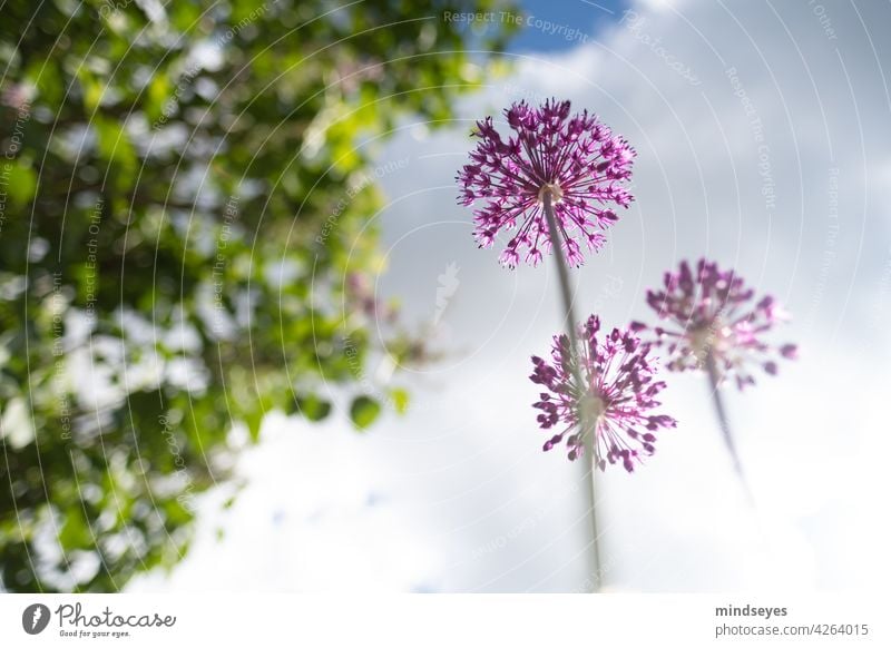 Allium von unten Weitwinkel Allium giganteum alliums Nature Clouds Clouds in the sky Flower Garden Gardening Perspective Purple purple flowers Violet Blossoming