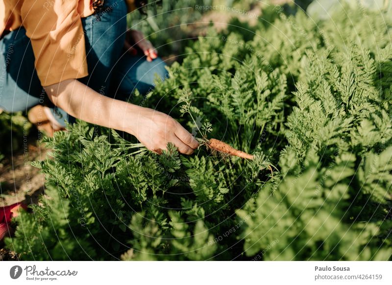 Close up woman picking fresh carrots Carrot Gardening Fresh freshness Unrecognizable Nutrition vegetable vegetarian Vegetarian diet healthy Vegetable food