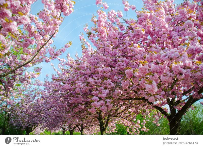 Japanese cherry trees in their prime Cherry tree Cherry blossom Spring Harmonious Blossoming Esthetic Kitsch Inspiration Spring flowering plant Growth Lush