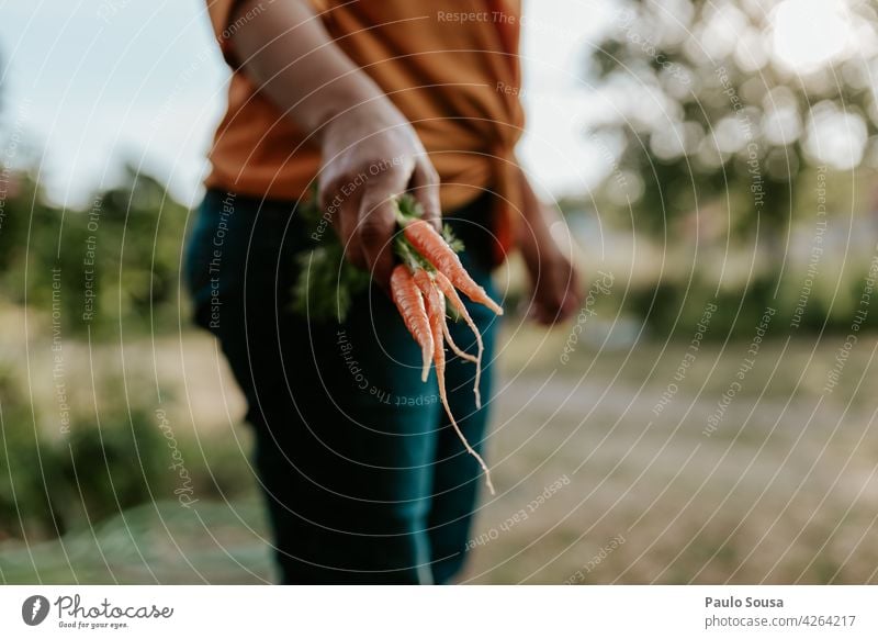 Woman holding fresh carrots Carrot Fresh freshness Organic produce Vegetable vegan Nutrition Food Healthy green food vegetarian Vegetarian diet organic Vitamin