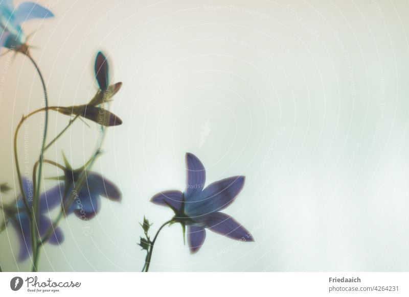 Blue bell flower detail view against neutral background Flower Meadow flower Detail Minimalistic white background Blossom Colour photo Close-up Plant Deserted