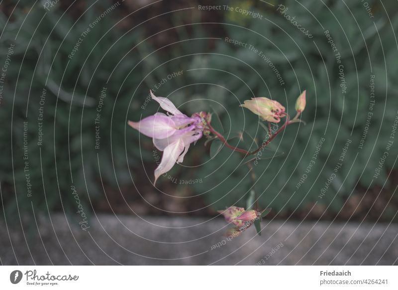 Pink columbine flower on a wall and dark leaves in the background Flower Blossom Nature Close-up Garden Summer naturally Exterior shot Shallow depth of field