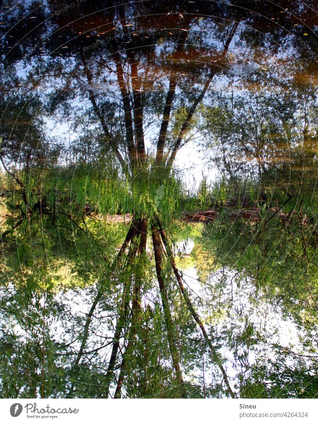 Tree reflected in the water Landscape trees Forest Nature Reflection reflection Trees in the lake Pond Water reflection Surface of water Reflection in the water