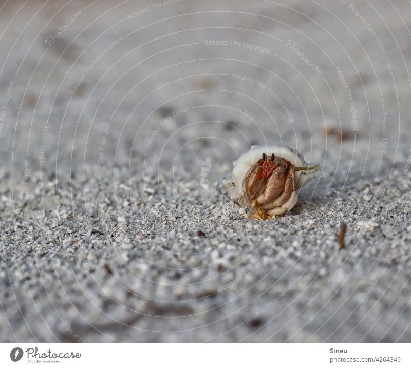 Land hermit crab Beach Sand Shrimp Mussel fauna beach crab shellfish Cancer Animal Colour photo Close-up Exterior shot Nature Ocean Vacation & Travel Shellfish