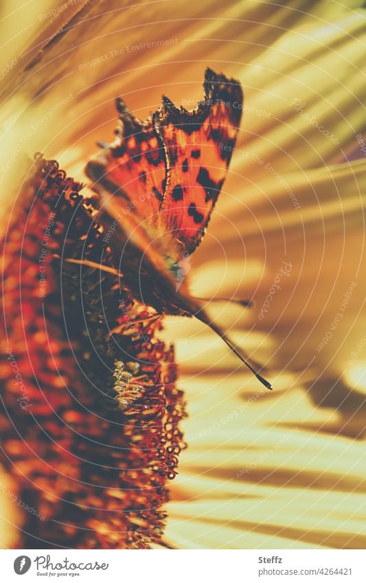 C butterfly on a sunflower enjoying the warmth of the sun Comma Polygonia c-album Forest butterfly Butterfly butterflies Noble butterfly Solar heat