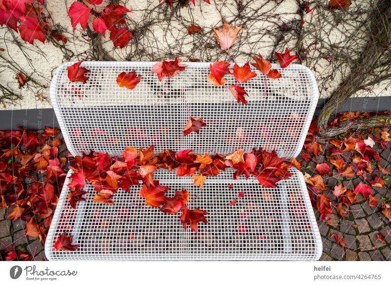 White park bench with metal grille seat covered with colorful autumn foliage Landscape Orange Leaf Nature Park Autumn Yellow Seat naturally Bench Wood