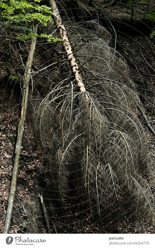 life ruptures | felled by the storm Tree Death dead Gale Life Breaks hillside Fallen Sudden fall tumbled Sacrifice Breakage Forest To fall Crash Canyon ravine