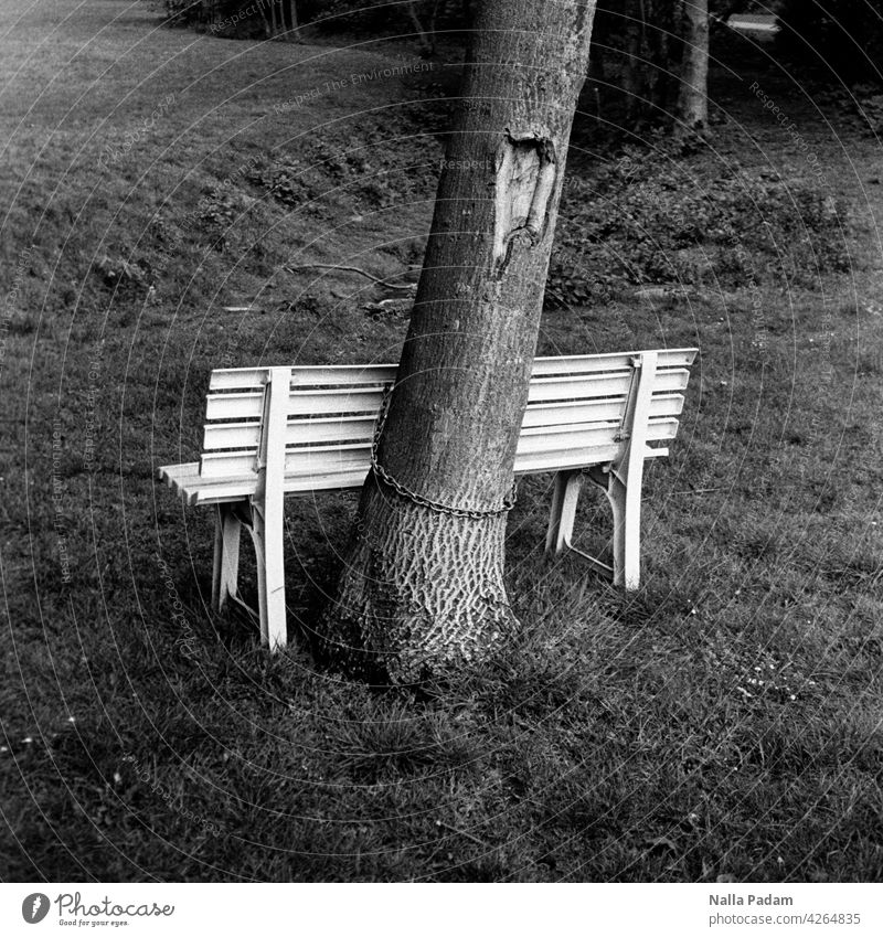 Bench chained to tree Analog Analogue photo B/W black-and-white Black & white photo Tree Chain Meadow Bright Dark bark Seating Sit Site trunk Tree trunk