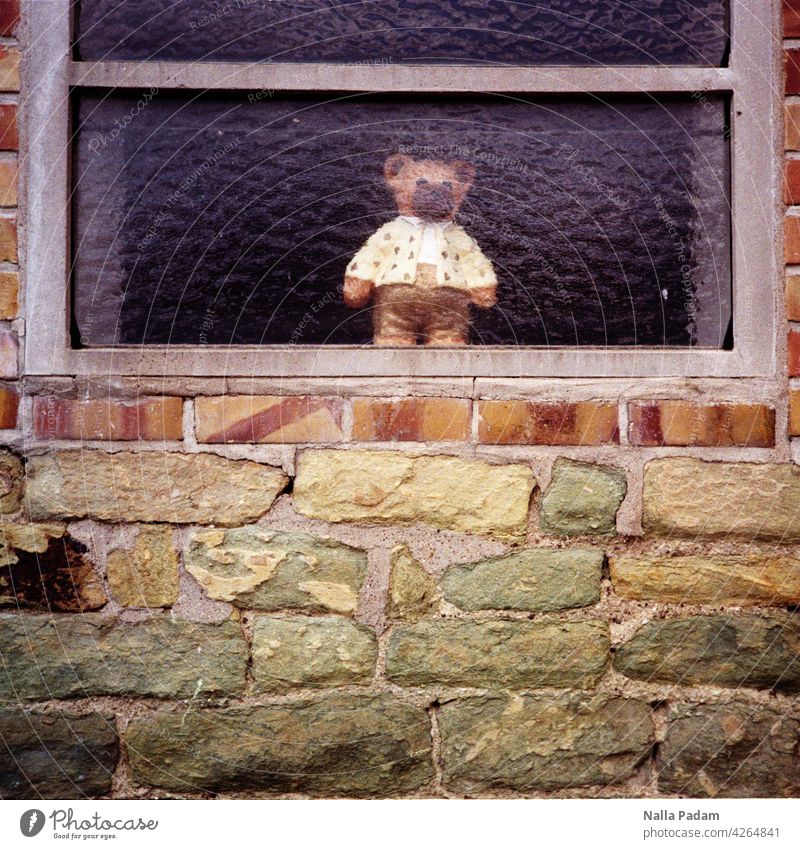 Teddy behind glass Analog Analogue photo B/W Black & white photo Toys teddy Glass Window hazy sad Sadness Looking Outside world inner world truncated Stone