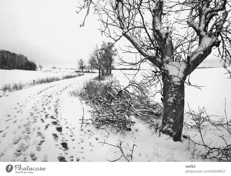 Off-beat Lanes & trails snowed over Snow layer Winter's day winter landscape melancholy Far-off places Beautiful weather Winter mood Snowscape wide Field trees