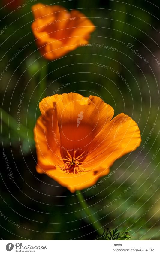 Two flowers Californian poppy California poppy Poppy luminescent orange Nature Blossom shallow depth of field blurriness Plant Poppy blossom Flower Summer