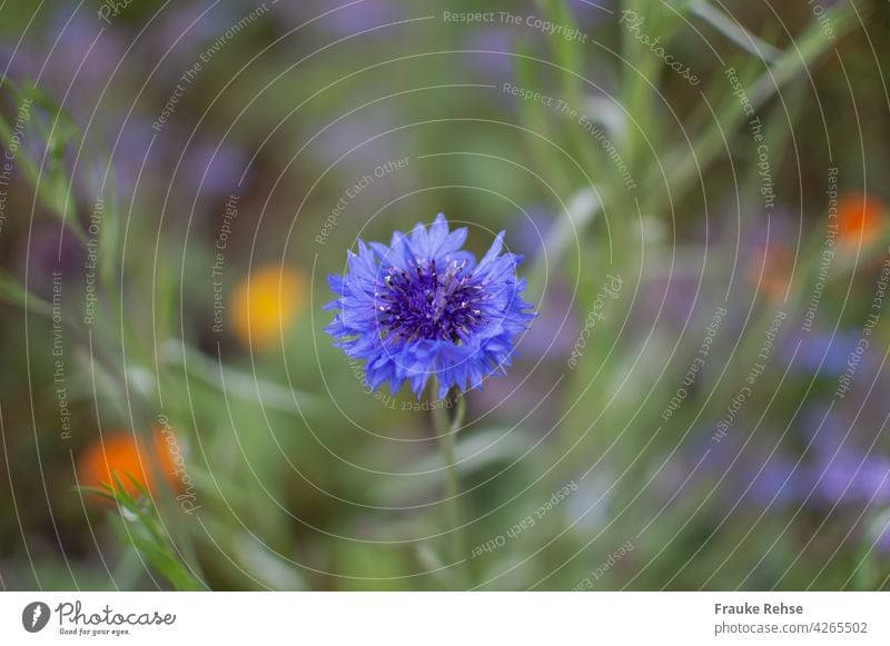 Blue cornflower against blurred background with purple, yellow and orange spots Cornflower Blossom open Violet Orange Yellow Green Garden naturally