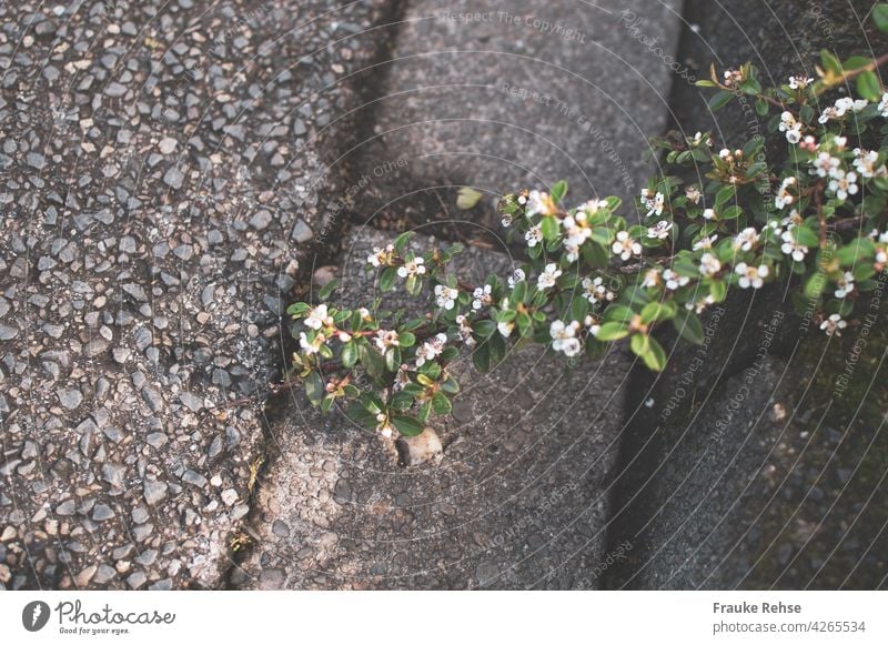 Dwarf medlar with delicate pink flowers on the way to the road Pygmy Medlar Pink Green Twig Curbside Street Asphalt Contrast Stone Sidewalk Delicate Hard