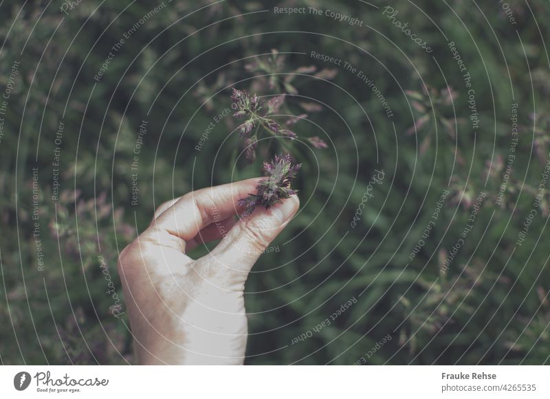 Hand of a woman with a bunch of meadow... tranquillity Nature Meadow Grass grasses blade of grass Kentucky bluegrass Touch Pick Women`s hand Thumb stop out