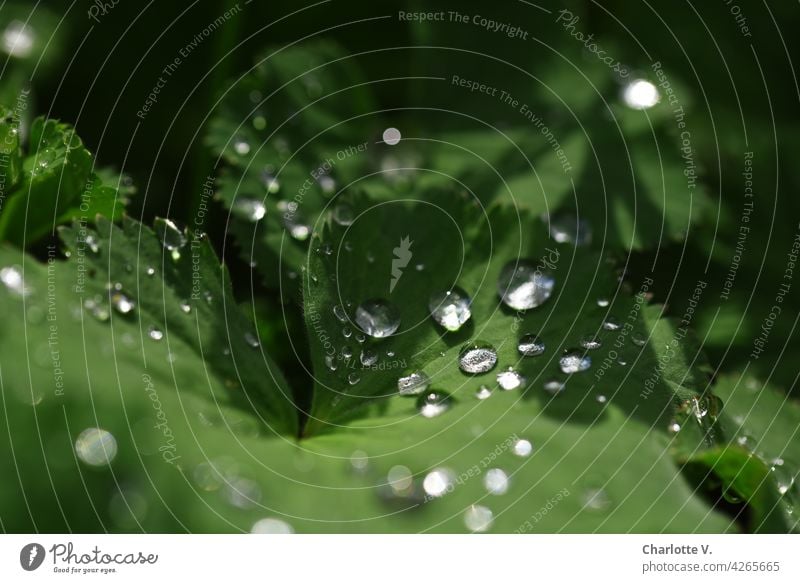 water pearls raindrops leaves Nature Leaf Rain Drop Green Drops of water Close-up Macro (Extreme close-up) Plant Water Exterior shot Detail Colour photo Fresh