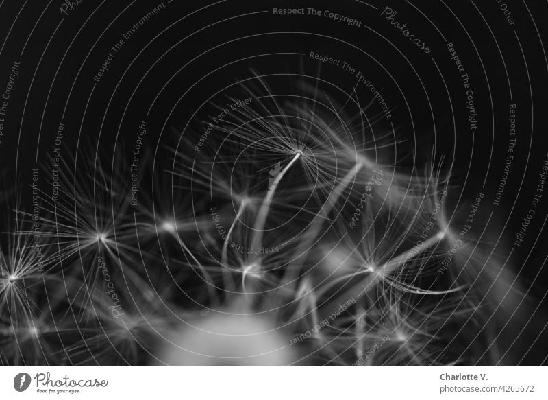 Fragile construction dandelion Dandelion fragile Sámen Nature Macro (Extreme close-up) Exterior shot Flower Faded Wild plant Plant Detail Ease fragile design