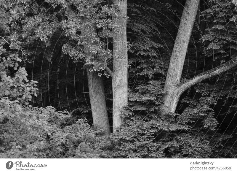 Trees in the forest on a bluff rising from a river bank. River trees Forest Summer Nature Landscape Exterior shot Environment Reflection Deserted Plant arbor