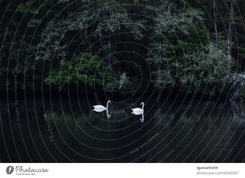 Two swans on an old Ems arm Swan Water Forest River Animal Bird Nature White Exterior shot Colour photo Float in the water Elegant pretty Pride Reflection