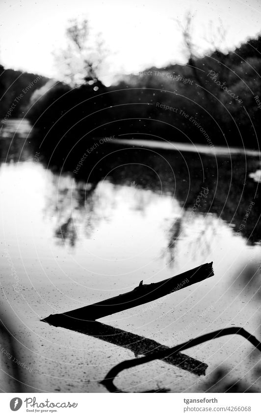 A branch in the water Branch Tree Water Evening Black & white photo Reflection reflection Sky Lake Nature Exterior shot Landscape Calm