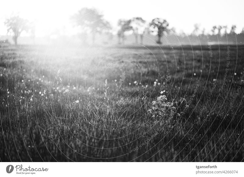 Light shines on a meadow in bloom Meadow Meadow flower meadow flowers Meadowflower Spring Back-light flowering flower Green pastures Flare