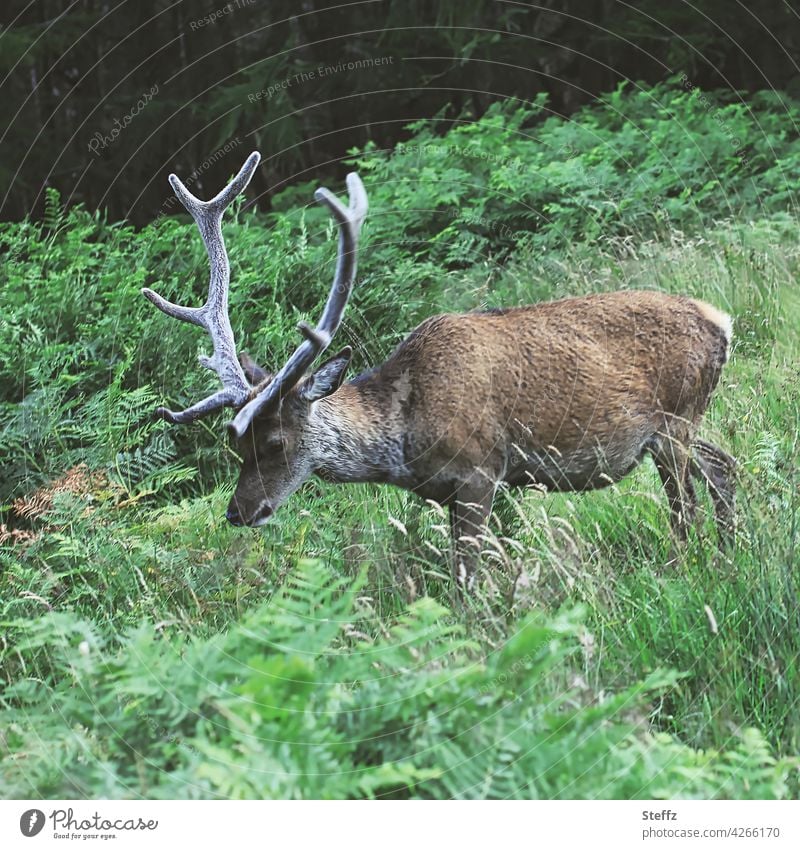 wild deer in Scotland stag Free-living Red deer Edelhirsch antlers unimpressed Wild Undisturbed Idyll Wild animal loner on one's own tranquillity Freedom