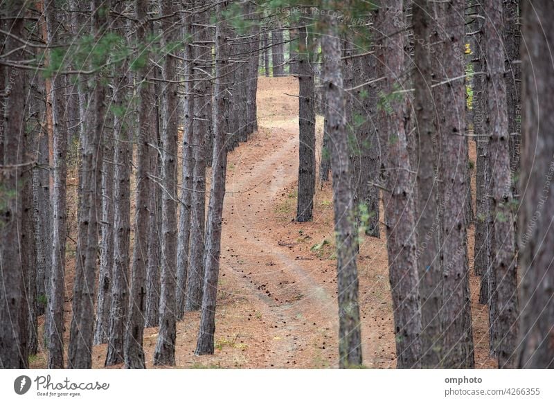 Winding Curvy Road in the Forest landscape winding road forest coniferous outdoor tree nature green curve natural view mountain beautiful transport curvy