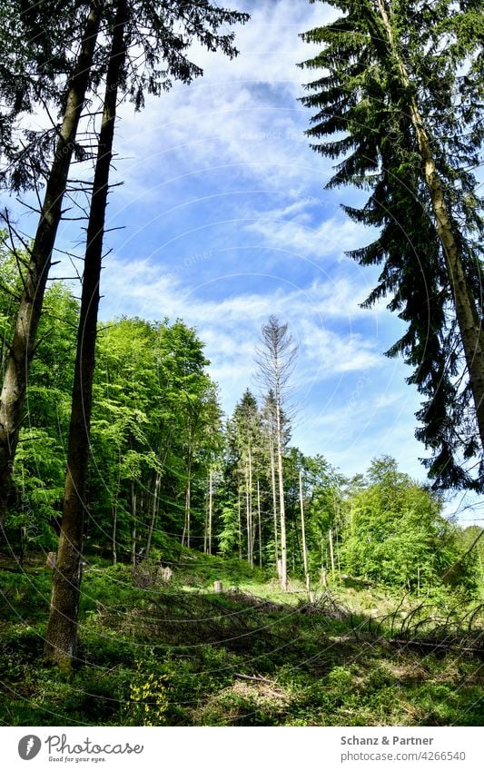 dead tree in a clearing Forest trees Spruce spruces Bark-beetle forest utilisation Forestry Nature Tree Environment Climate change Forest death Wood