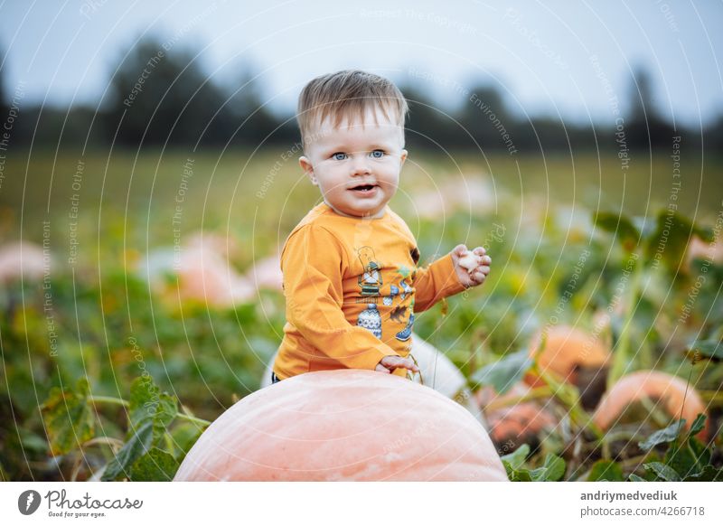 Little boy having fun on a tour of a pumpkin farm at autumn. Child near giant pumpkin. Pumpkin is traditional vegetable used on American holidays - Halloween and Thanksgiving Day.