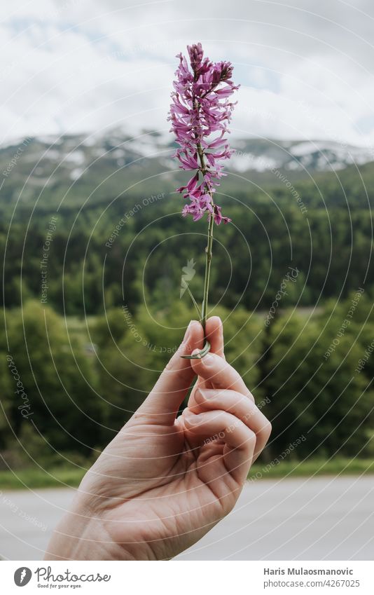 hand holding purple flower outdoors in mountains agriculture background beautiful beauty bloom blooming blossom blue closeup countryside elements europe farm