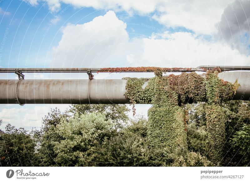 nature takes it all back - old gas pipeline Nature Nature takes it all back concept Industry Industrial plant Industrial site Colour photo Exterior shot Factory