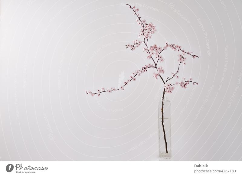 Blossom cherry brunch in vase on white table branch flower background blossom home life spring design interior plant still tree shelf wall minimal decor