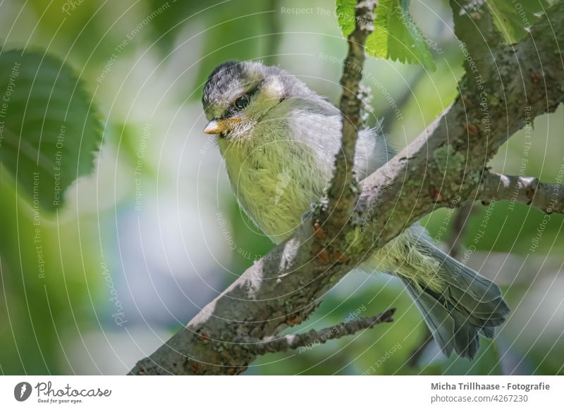 Blue tit offspring in the tree Tit mouse Cyanistes caeruleus young branch young generation young animal Animal face Head Eyes Beak Plumed Grand piano Feather