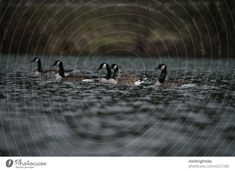 A group of Canada geese on a lake, Branta canadensis Anser Group of animals Exterior shot Environment Wild animal Migratory bird Flying Nature Bird