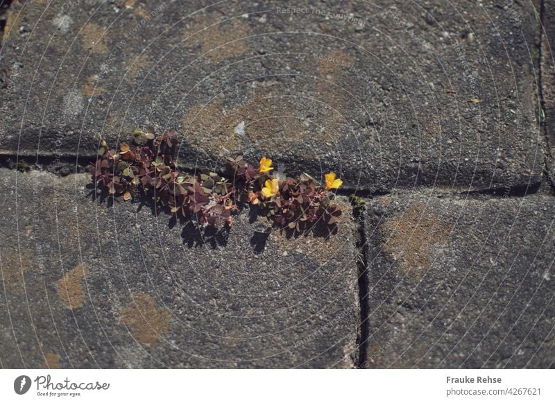 How beautiful can weeds be - three yellow wood sorrel flowers between the stones Weed blossom pretty Sorrel Horned Wood Sorrel Garden Between Yellow