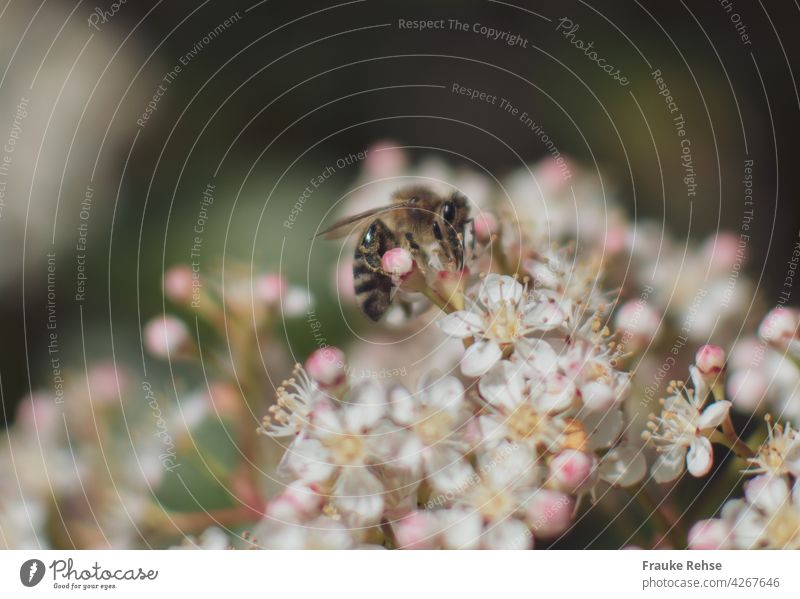 Bee in the white blossoms of a glossy medlar Summer early summer June May Glossy medlar White Photinie sawfly medlar Flower umbel Spring wild bee Pink Yellow