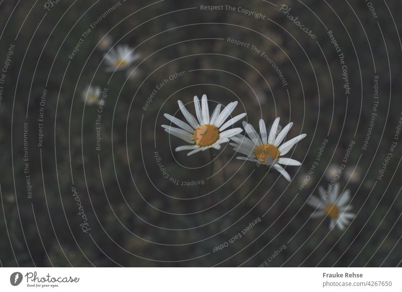 Small daisies in the sunlight yellow dot yellow centre Meadow flower white flower leucanthemum wild flower summer meadow Garden early summer Flower Summer